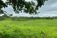 Fazenda de 780 tarefas será leiloada pela VT de Santana do Ipanema 