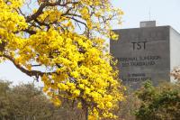 Há uma árvore de ipê-amarelo florida, com numerosos cachos de flores preenchem grande parte da imagem. Ao fundo, aparece parcialmente o edifício do Tribunal Superior do Trabalho (TST), em Brasília, com a inscrição visível na fachada: "TST – Tribunal Superior do Trabalho – O Tribunal da Justiça Social"